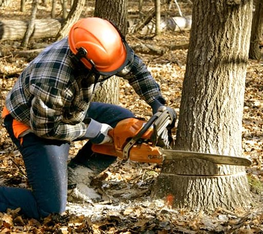 Tree Removal in New Franken, WI